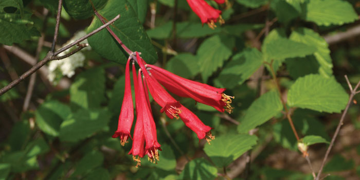 north carolina native honeysuckle