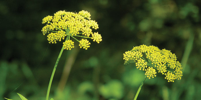 Golden Alexanders