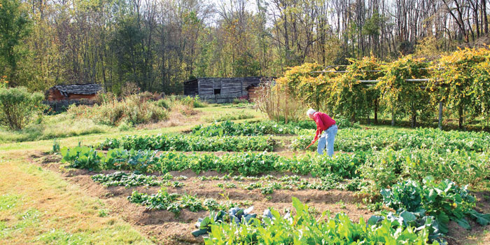 The Community Garden at Historic Bethabara Park, Winston Salem, N.C.