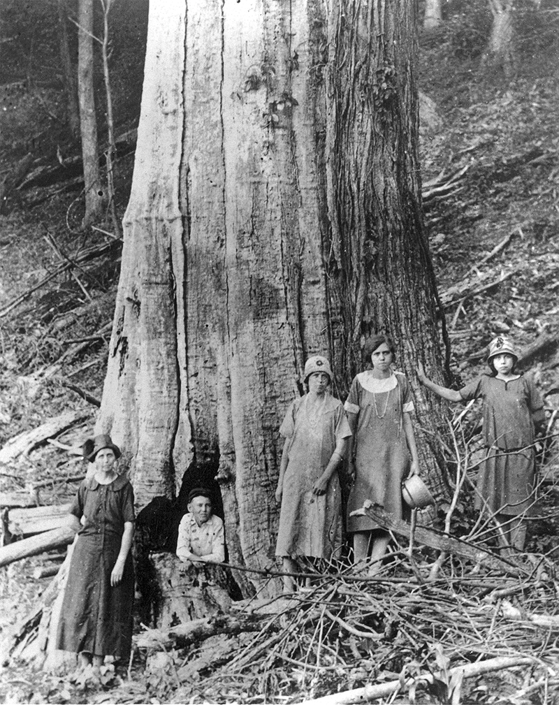 The Family of James and Caroline Shelton pose by a large dead Chestnut Tree in the Great Smoky Mountains National Park circa 1920.