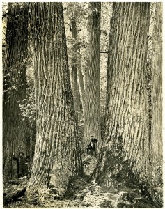 In January 1910, the American Lumberman published this photo of giant chestnut trees in western North Carolina, to show how their size compares to that of the average man.