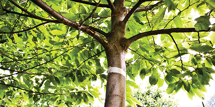 american chestnut tree in maggie valley