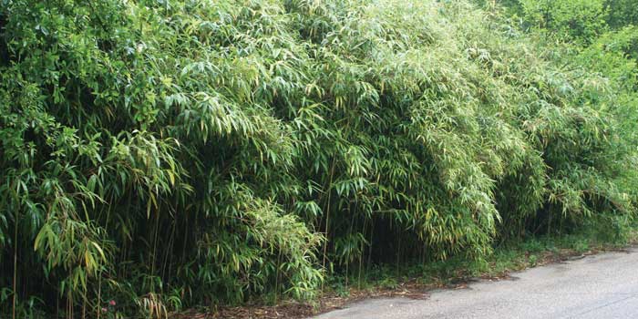 Native North Carolina plant - river cane.