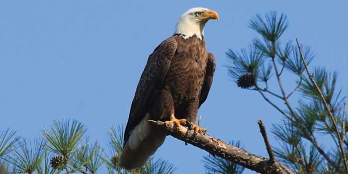Bald Eagle