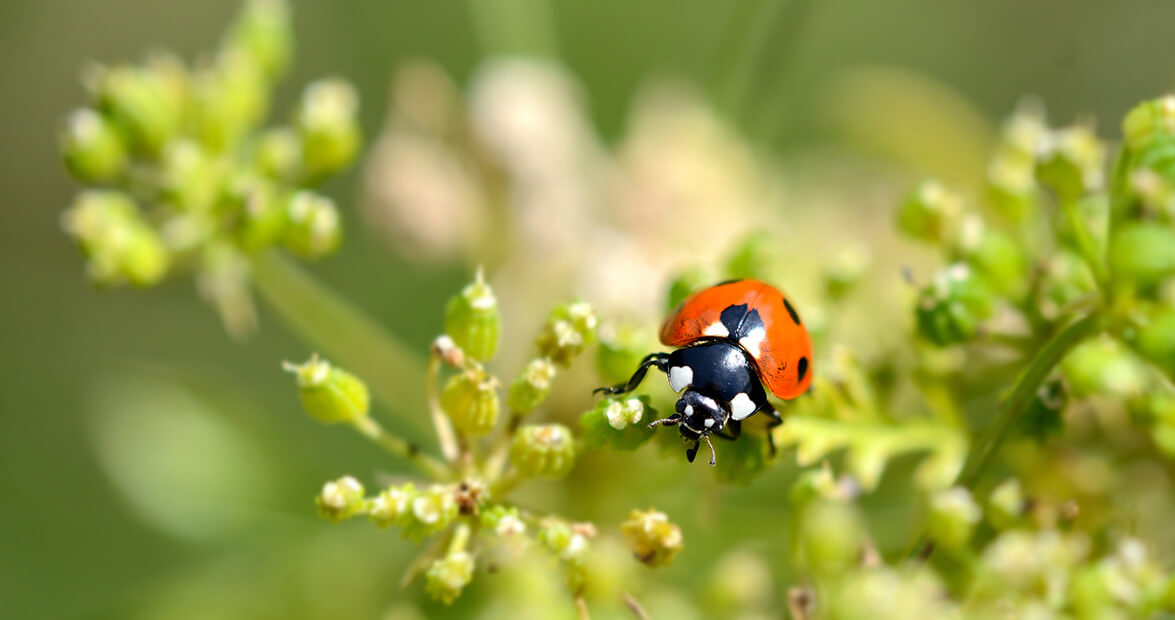 The Secret to Organic Gardening and Natural Pest Control