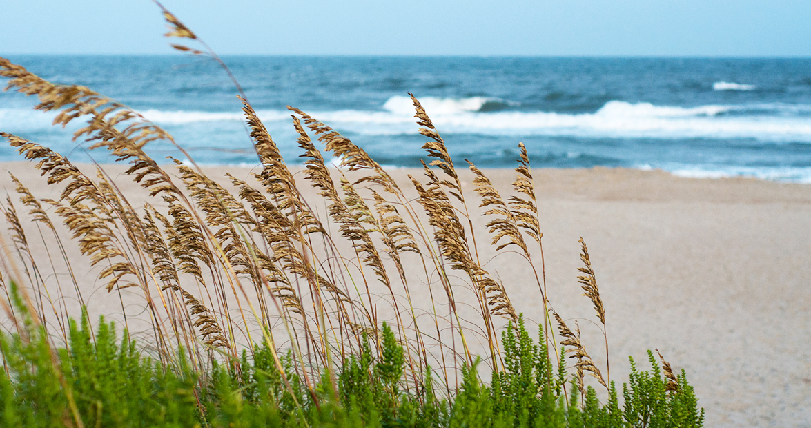 Sea Oats are the Breezy Beach Symbol Defending Our Coast