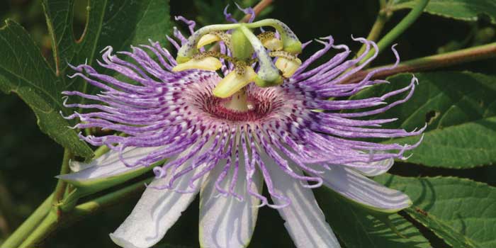 Maypop