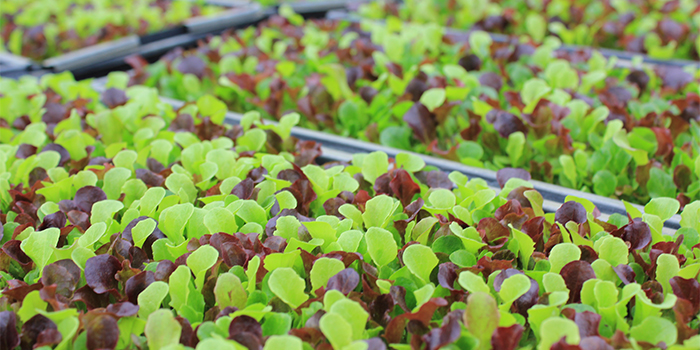 Farm to table program at Cape Fear Community College