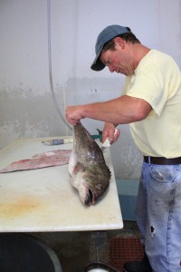 Tom Franz fillets a grouper
