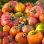 stock tomato 700web