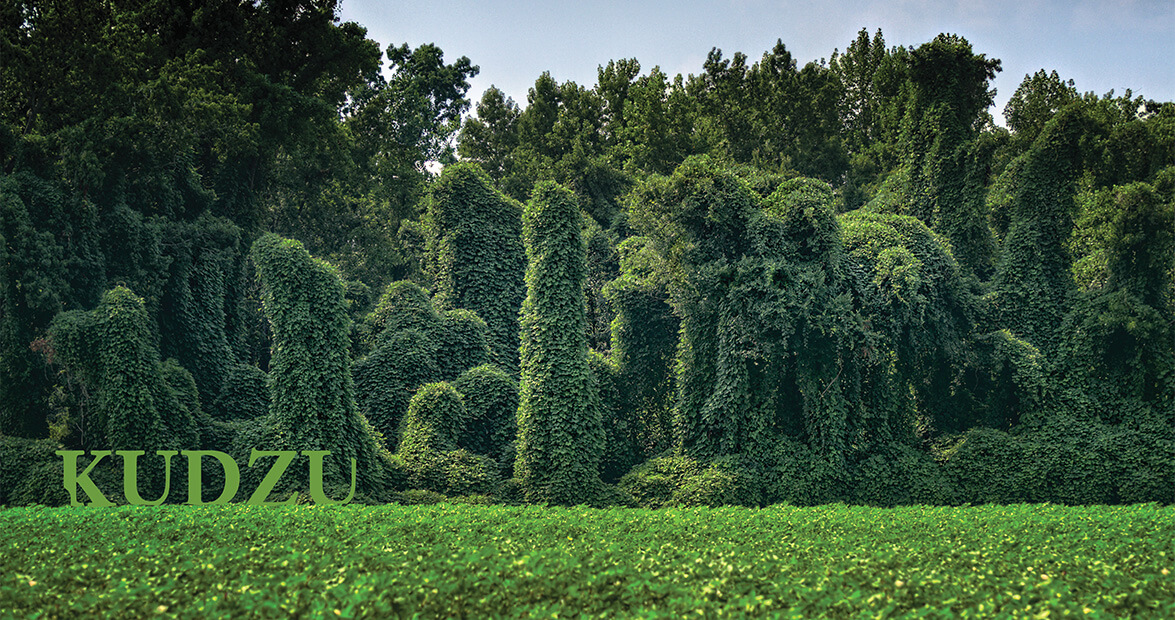 kudzu