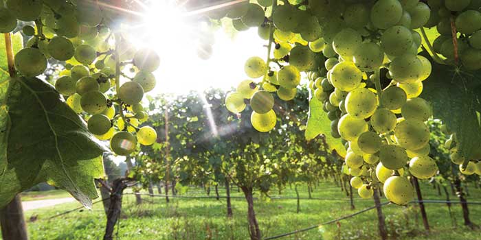 Overmountain Vineyard