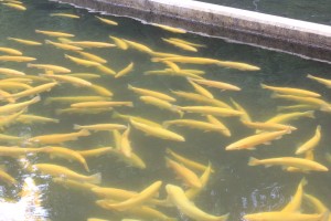 While about 95 percent of their stock are rainbow trout, they also raise golden trout occasionally.