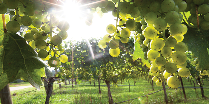 matt rose_Overmountain Vinyard, NC