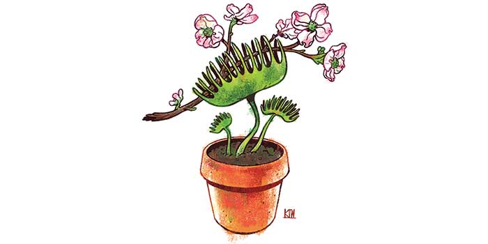 Venus Fly Trap