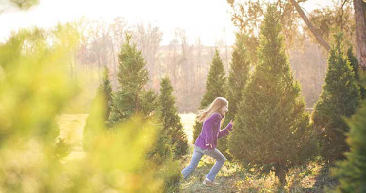 Making the Cut: North Carolina Christmas Trees | Our State