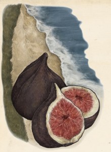 fig illustration full