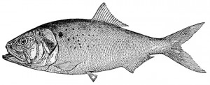 Menhaden_drawingfish