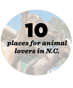 10 places for animals lovers in NC
