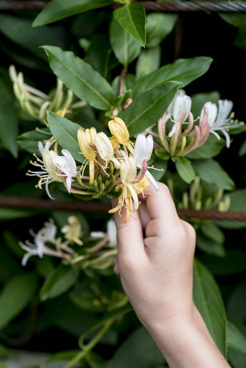 Photo by Lissa Gotwals. 