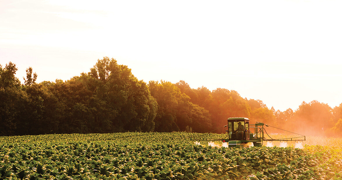 tobacco farmer