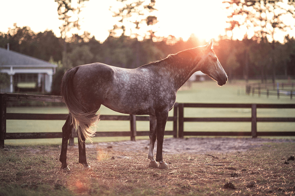 Raleigh, a 2007 Oldenburg gelding, is Danielle’s favorite hunting horse. She rides with the Moore County Hounds, which celebrated its 100th season in 2013.