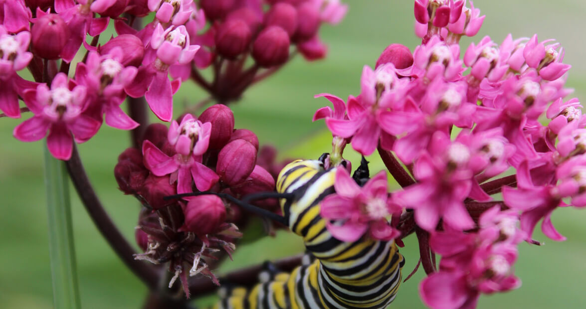 Swamp Milkweed