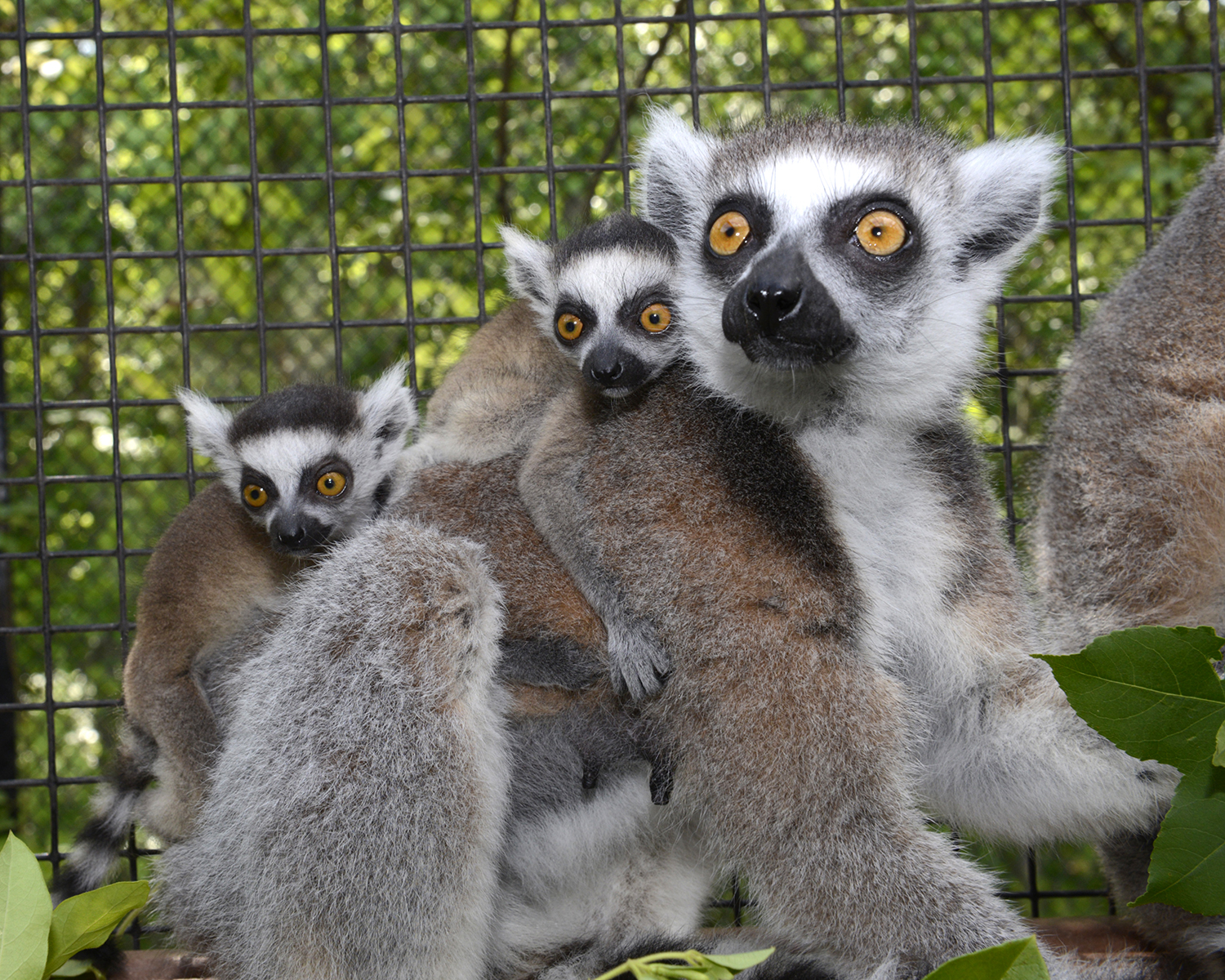 duke lemur center