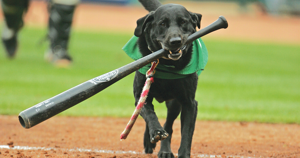 greensboro grasshoppers