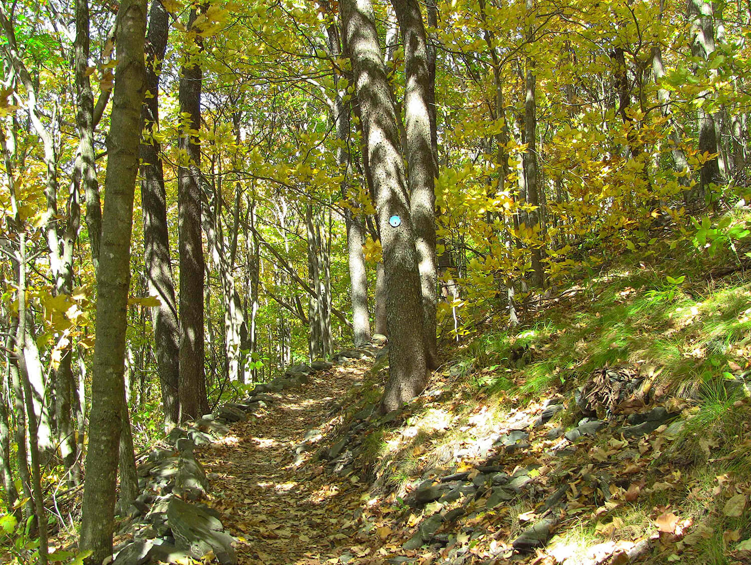 elk knob summit trail