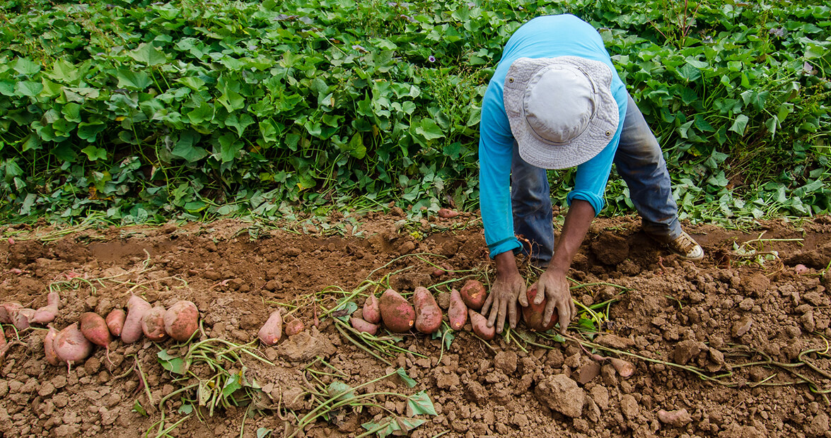 North Carolina's History of the Sweet Potato