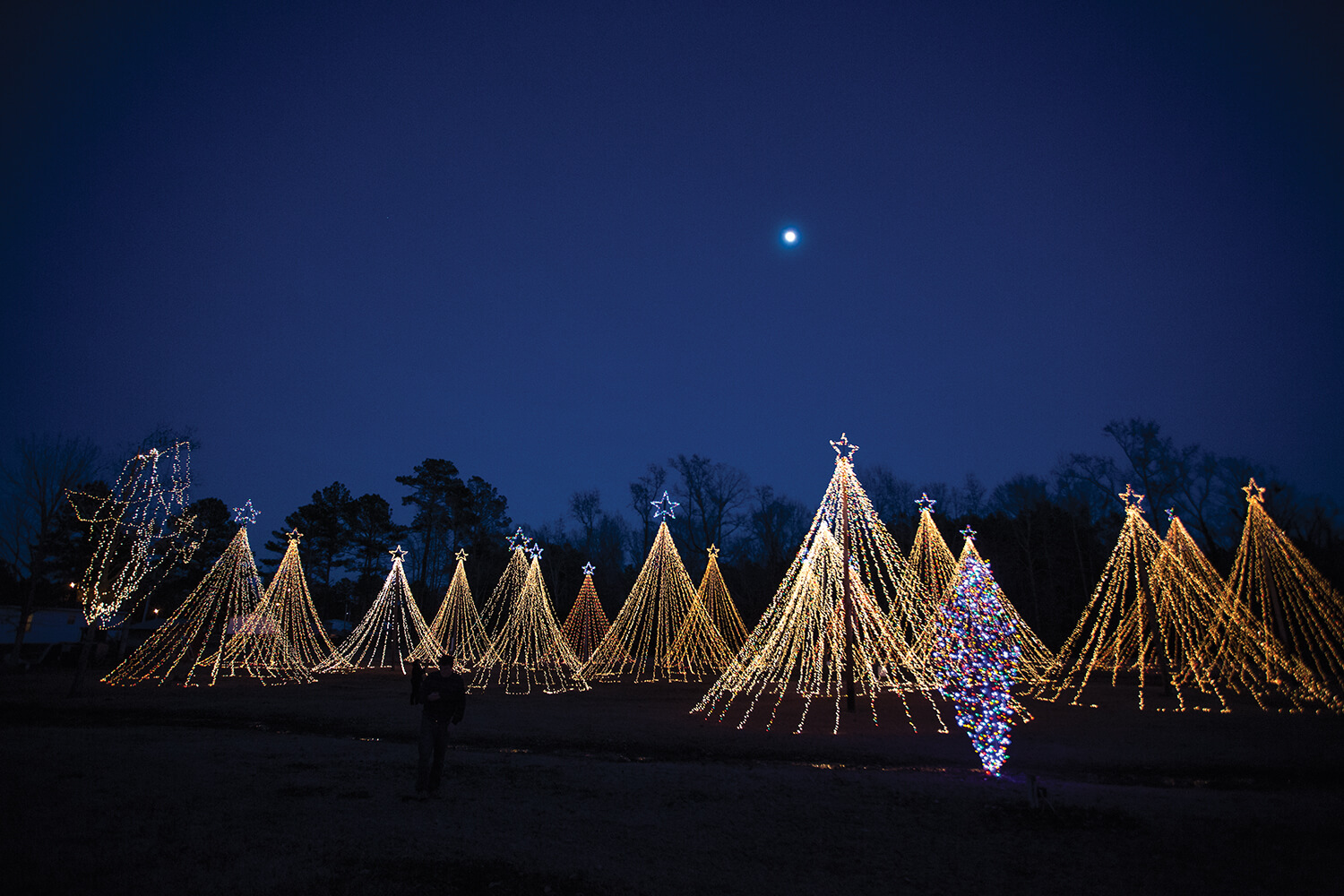 By day, they’re just poles. But by night, the lights and stars turn them into Christmas trees.