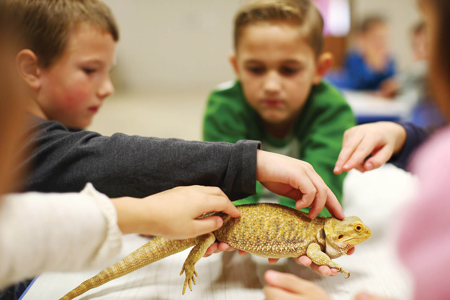 statesville rescue ranch