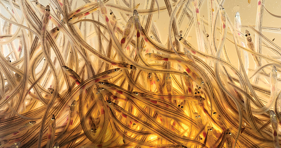 Eels Migrating