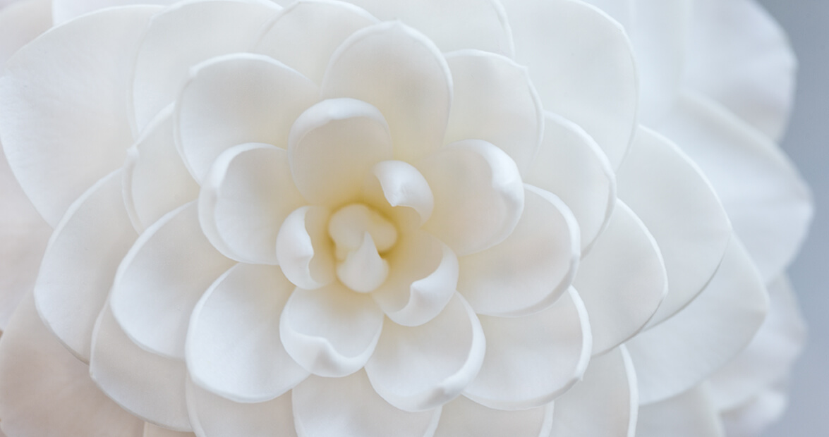 Camellia Japonica sea foam