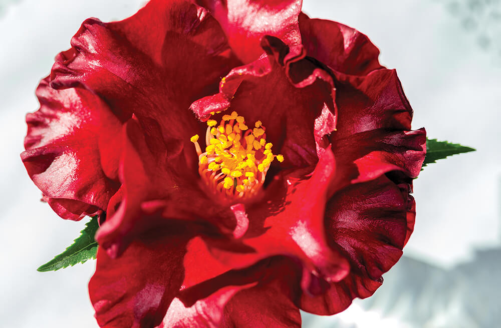 Red Camellia