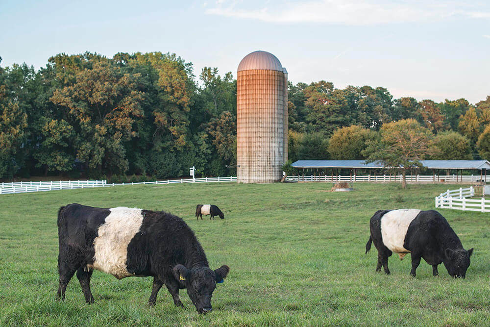 fearrington house inn cows