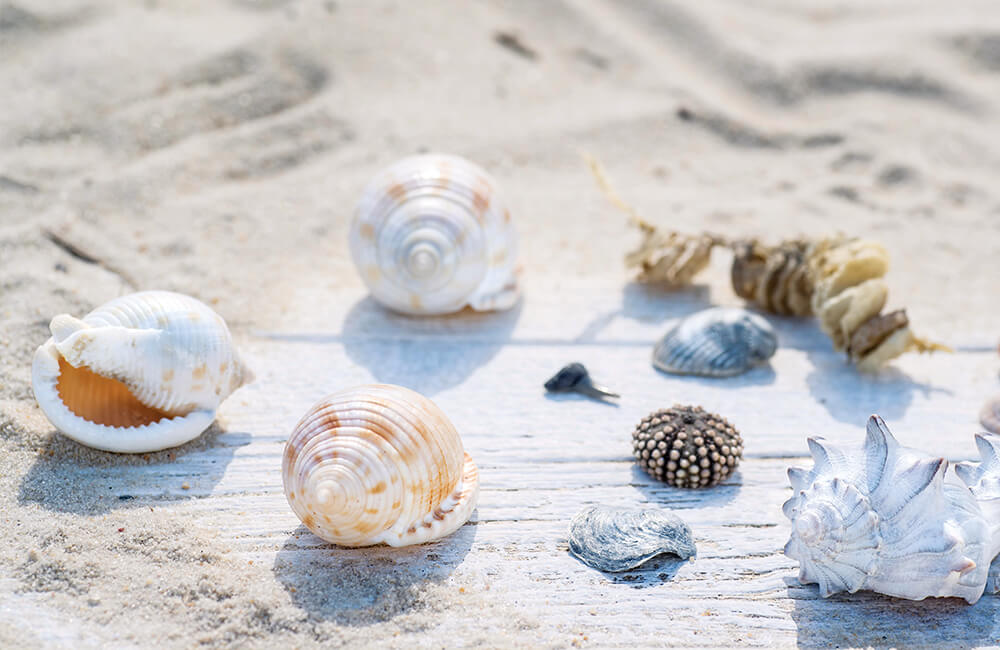 museum coastal carolina