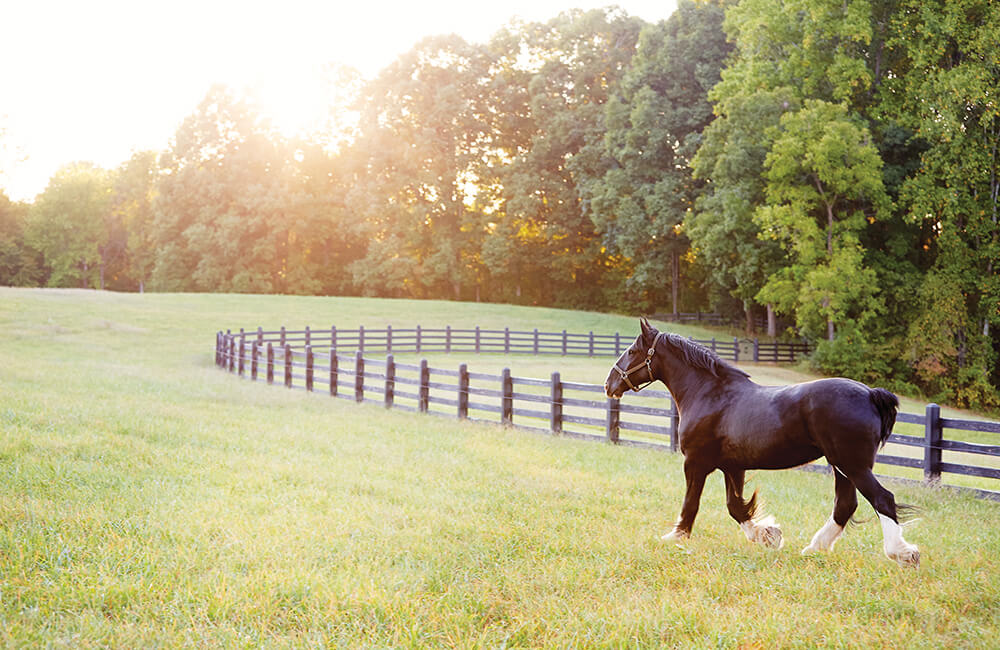 scots clydesdales