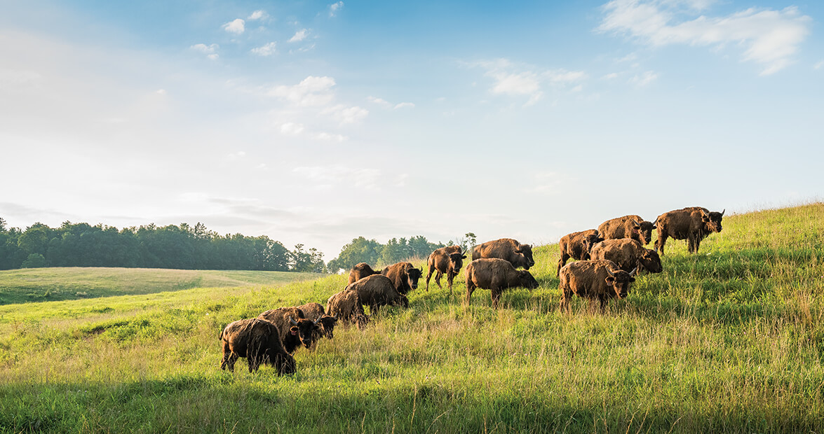 april 2016 feature image bison
