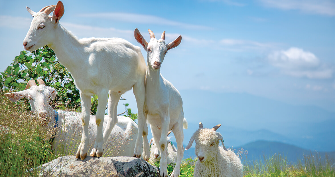 roan goats feature