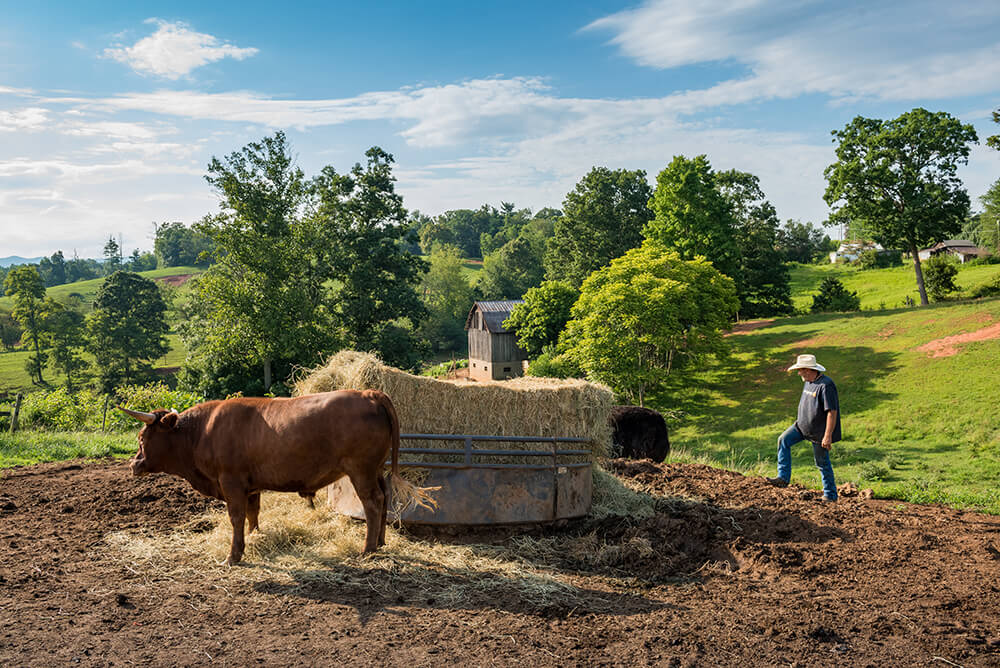 watusi landscape
