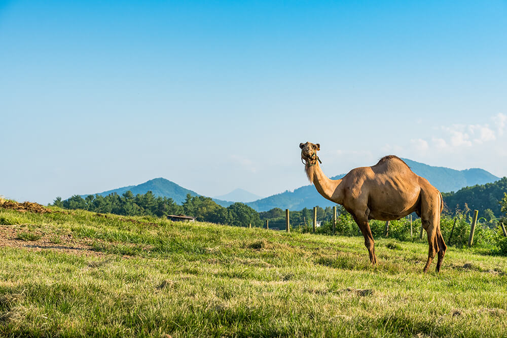 camel-landscape