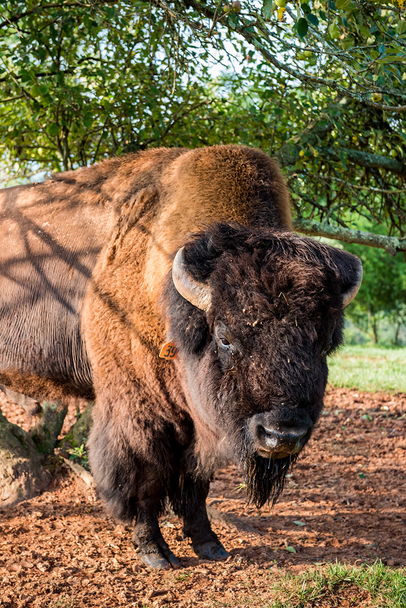 bison