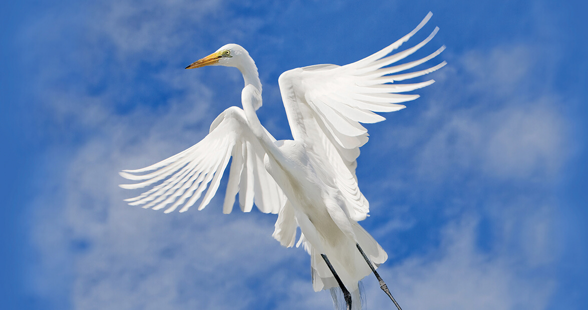 great egret