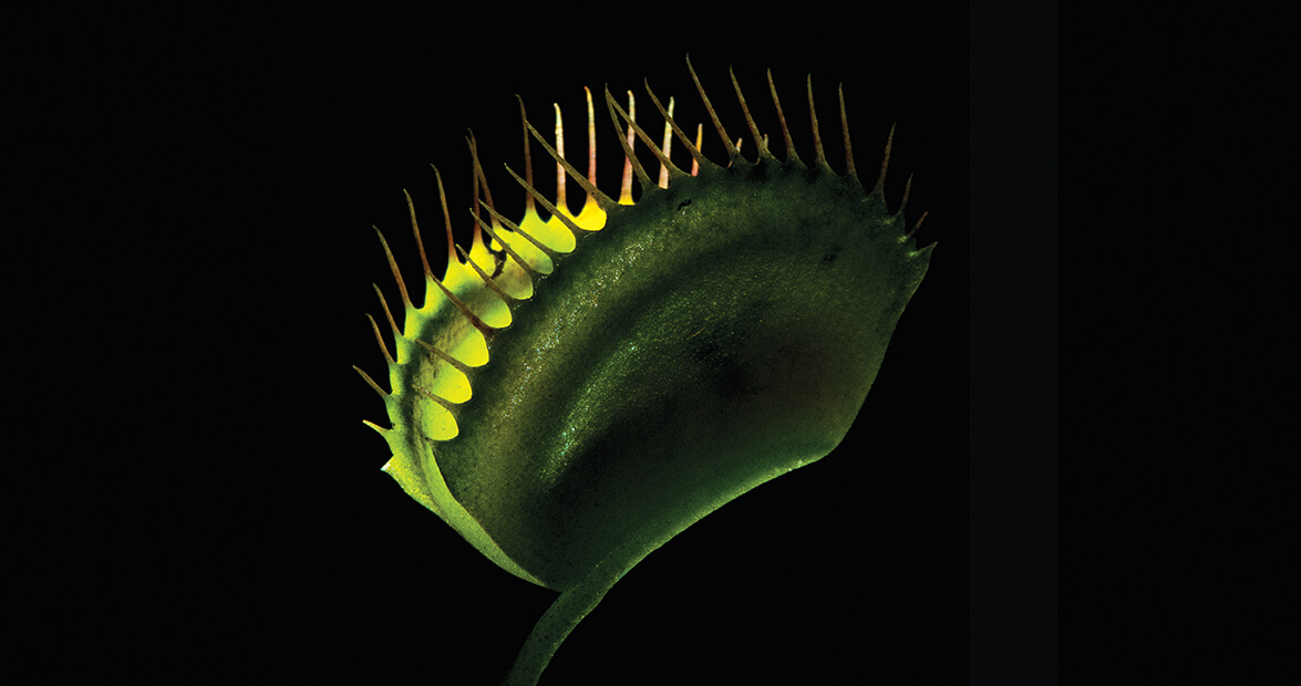 venus flytrap