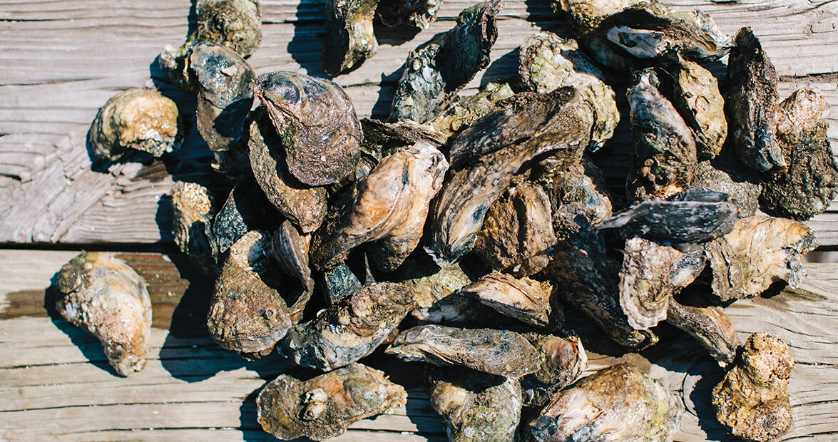 history oyster war feature img