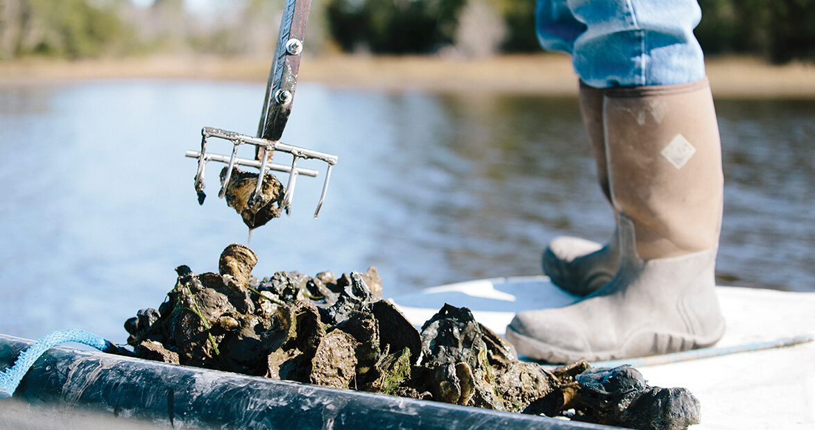 stump sound oysters feat img