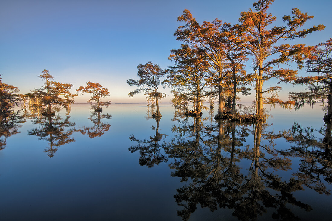 albemarle sound cypress