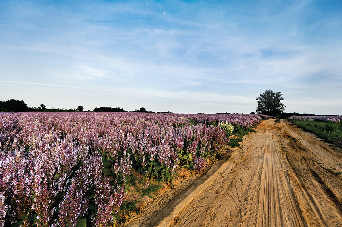 clary sage field